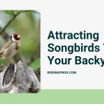 Attracting Songbirds To Your Backyard