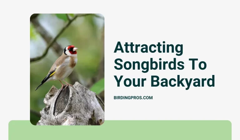 Attracting Songbirds To Your Backyard