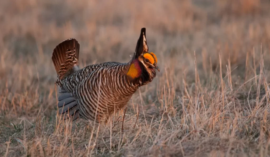 Attwater’s Greater Prairie Chicken