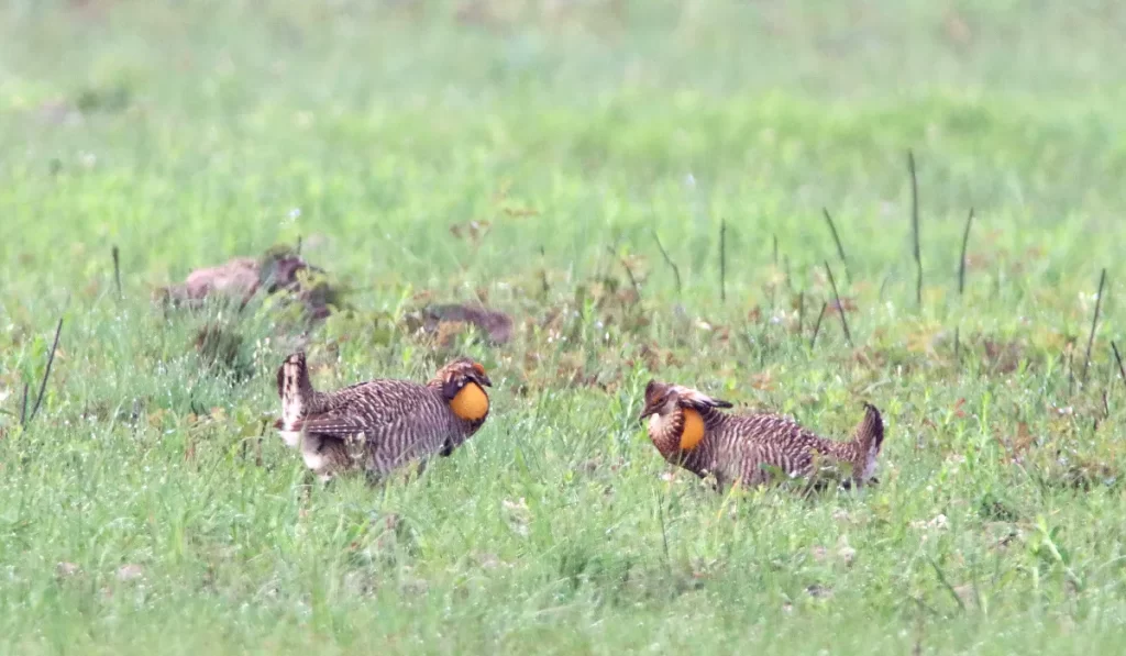 The Plight of North America’s Birds