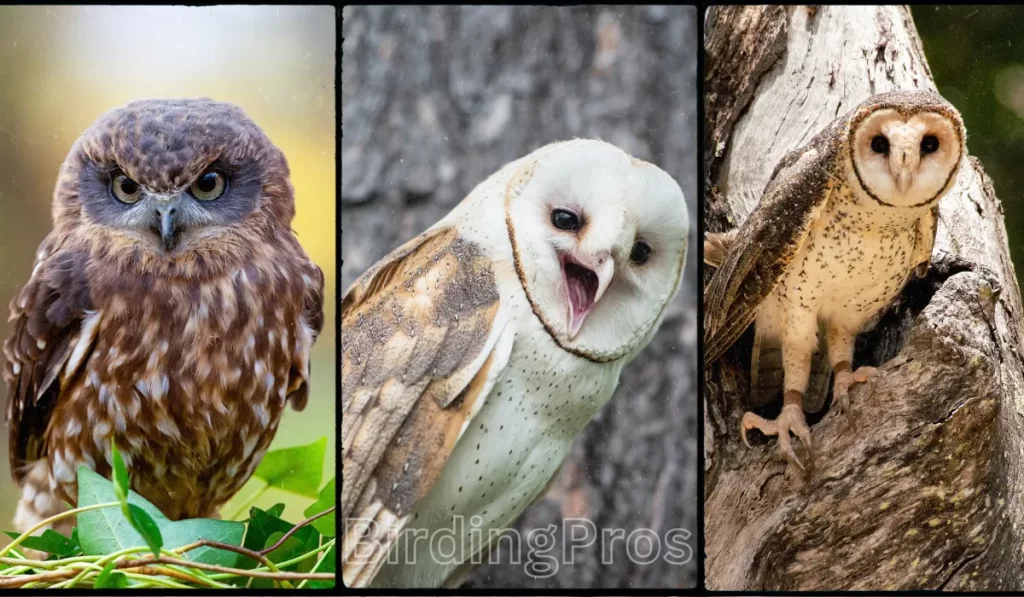 Australian Nocturnal Bird Species