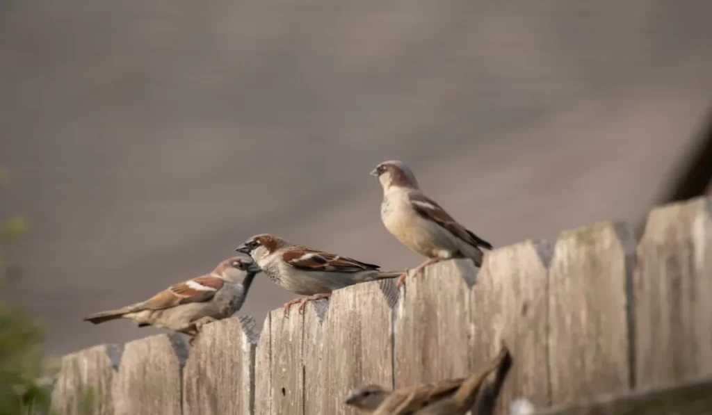 Backyard Songbird Guide