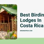 Best Birding Lodges In Costa Rica