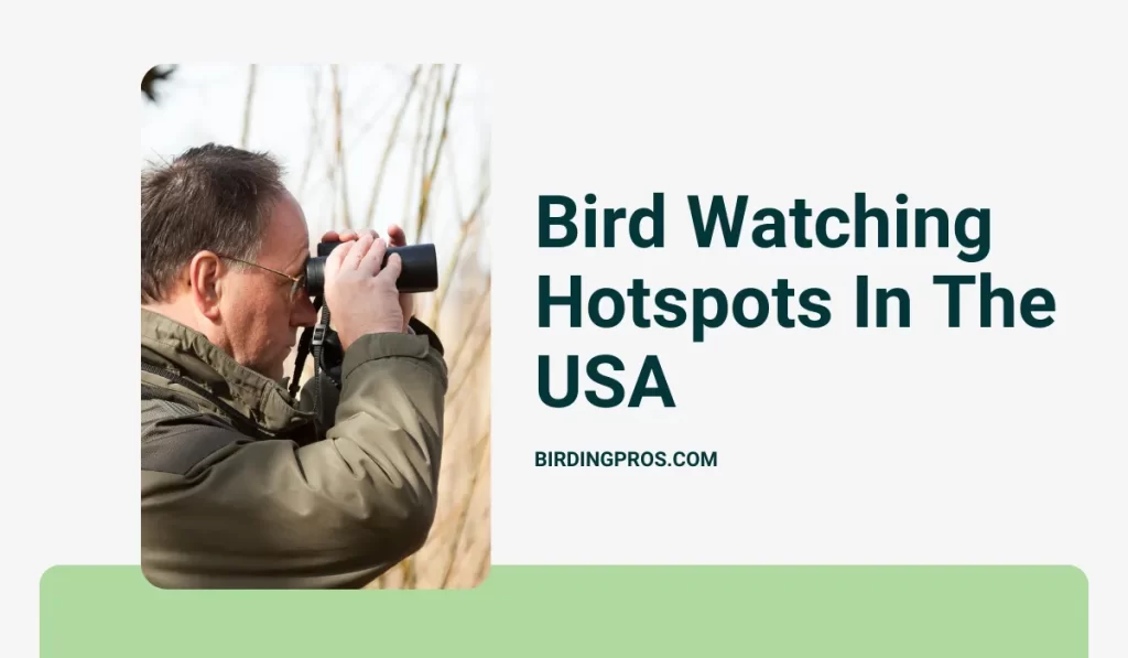 Bird Watching Hotspots