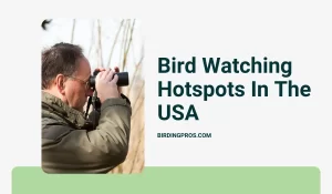 Bird Watching Hotspots