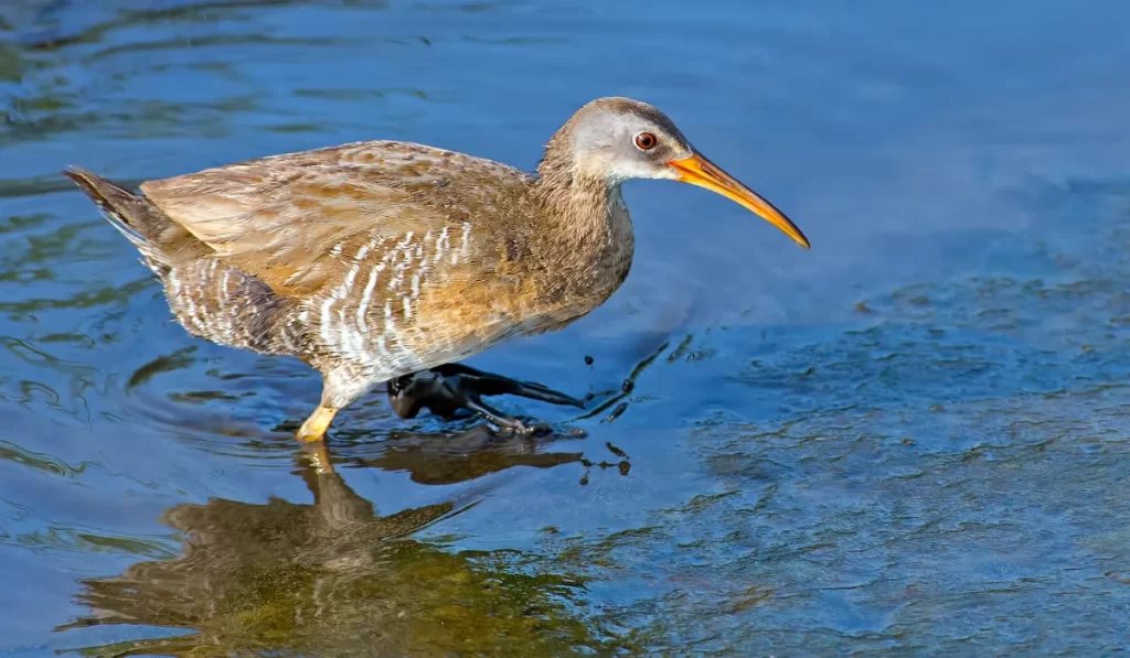 California Clapper Rail