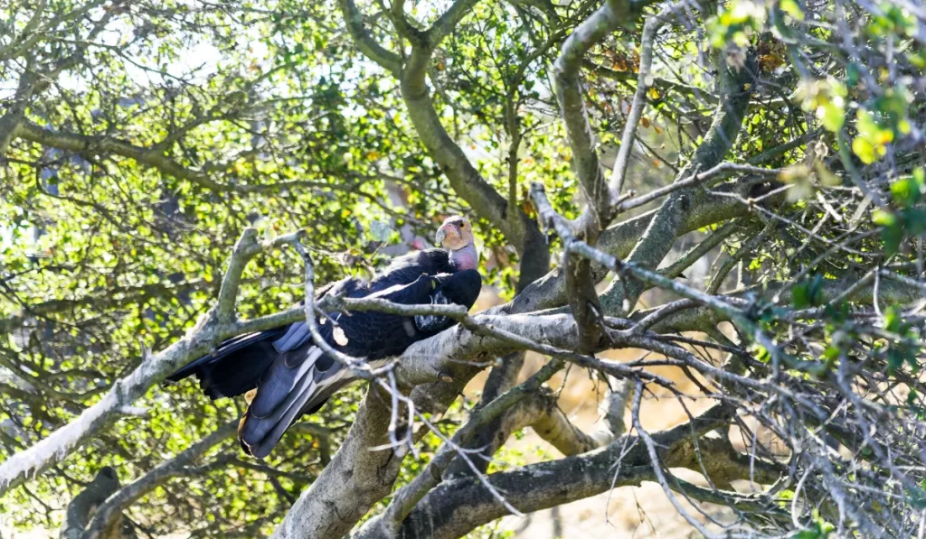 California Condor