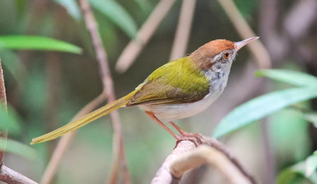 Common Backyard Songbirds You Might Find