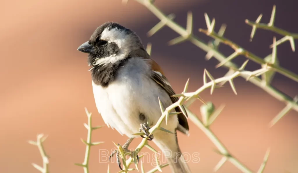 Desert Bird Diets and Foraging Strategies