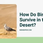 How Do Birds Survive in the Desert