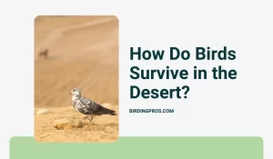 How Do Birds Survive in the Desert