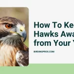 How To Keep Hawks Away from Your Yard