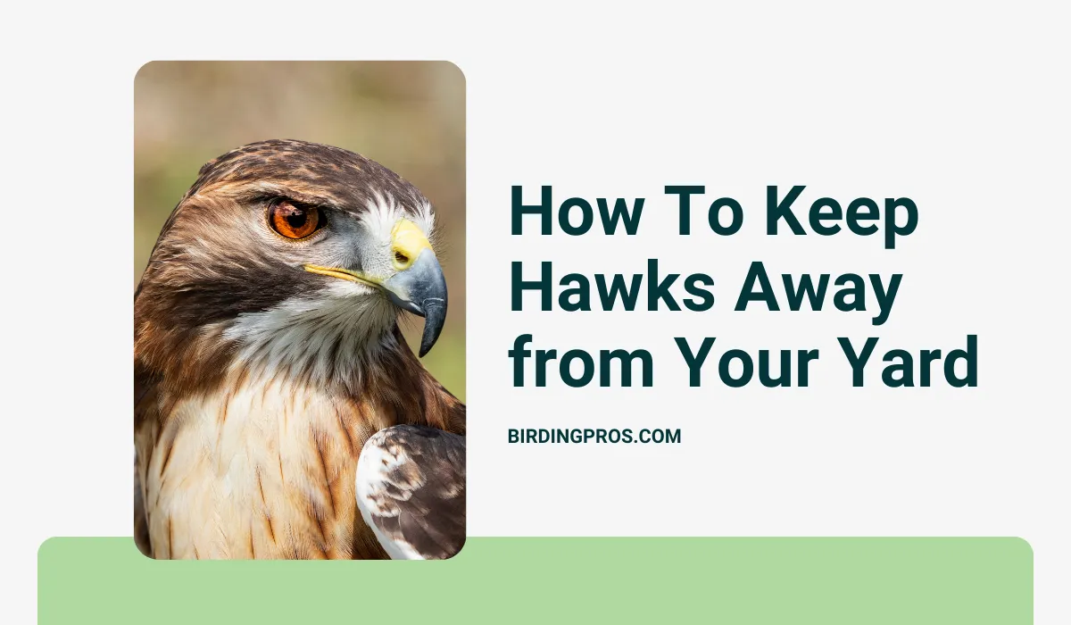 How To Keep Hawks Away from Your Yard