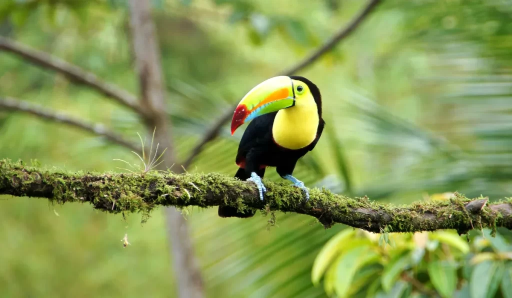 Immerse Yourself in Costa Rica's Avian Paradise