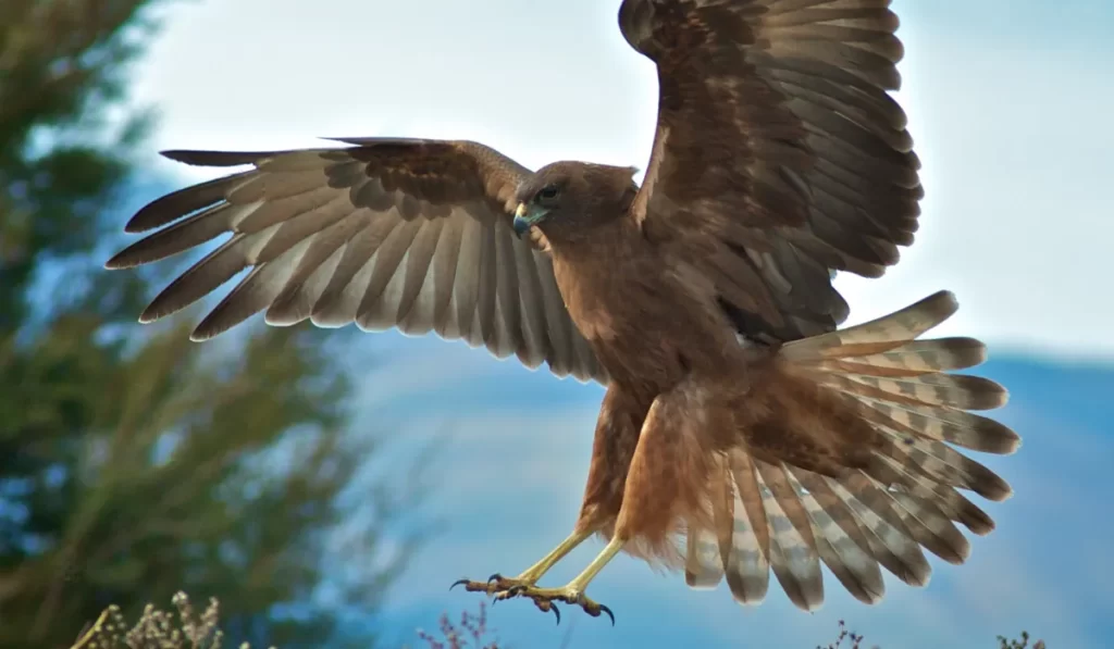 Introduction to Hawk Deterrence