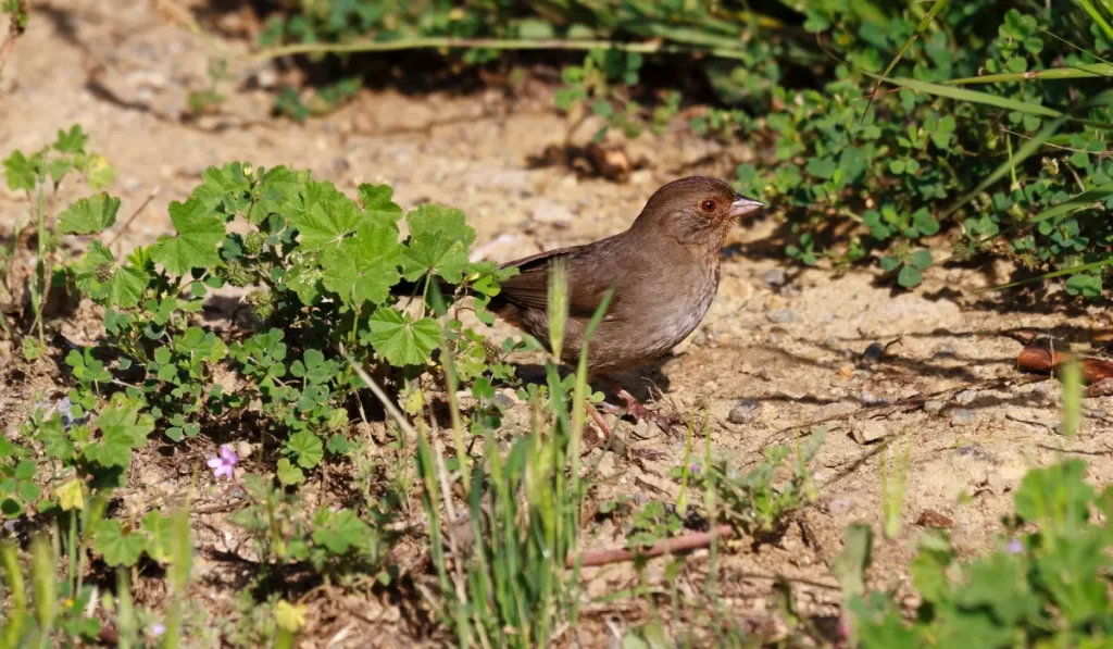 Inyo California Towhee