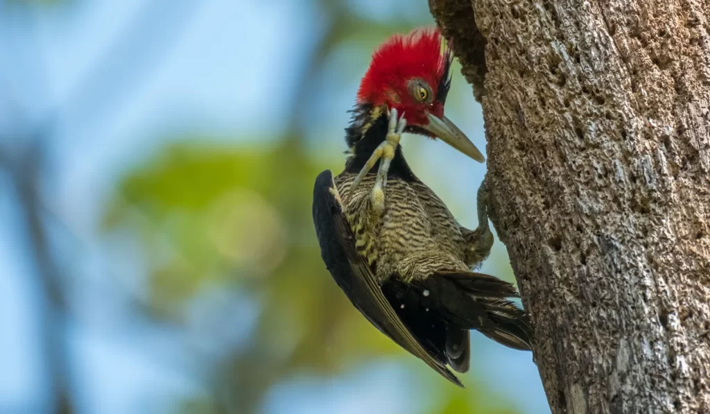 Ivory-billed Woodpecker