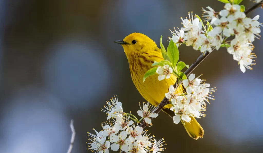 Kirtland’s Warbler