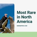 Most Rare Bird in North America