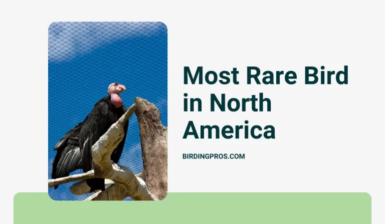 Most Rare Bird in North America