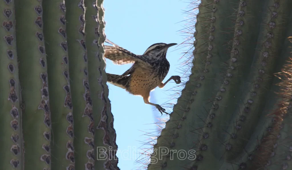 Nesting and Reproduction in Extreme Conditions