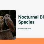 Nocturnal Bird Species