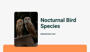 Nocturnal Bird Species