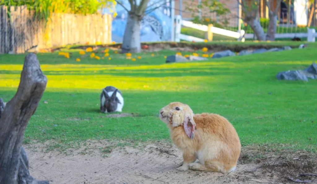 Protecting Your Pets and Livestock