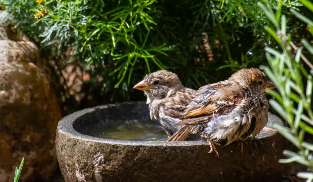 What Attracts Birds to Your Yard