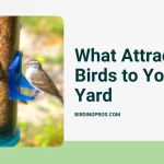 What Attracts Birds to Your Yard