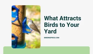 What Attracts Birds to Your Yard