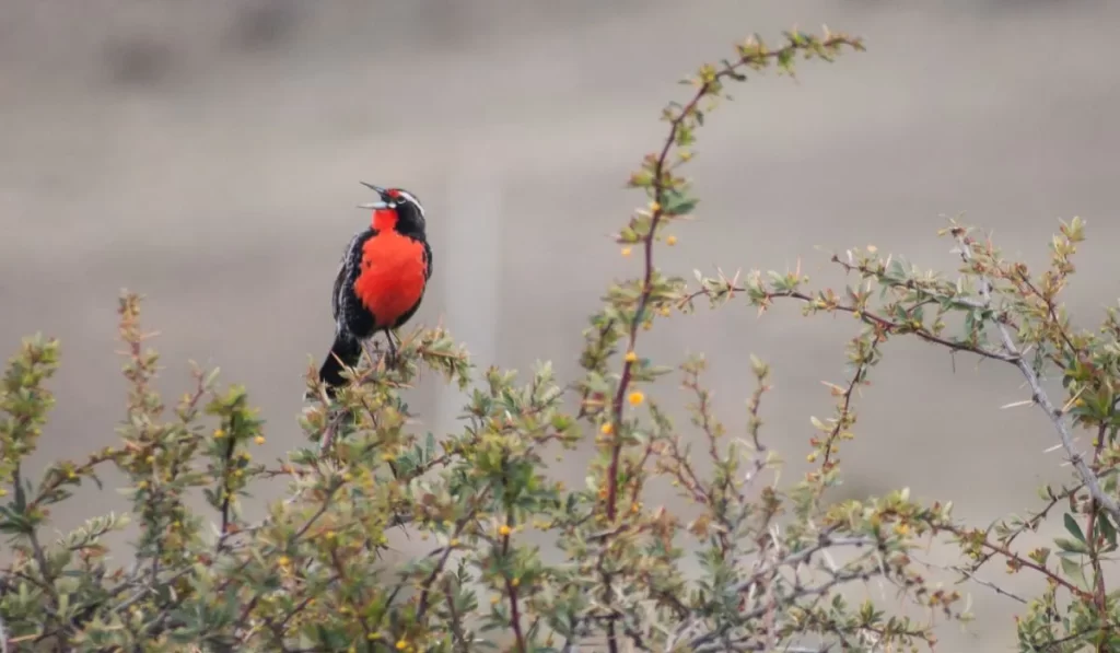 A Bird With A Red Chest