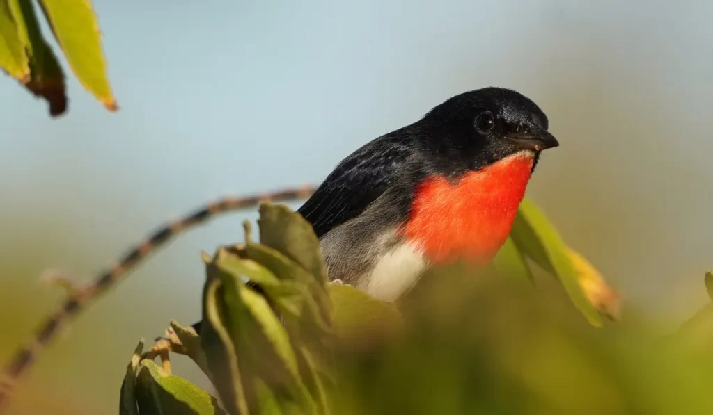 A Black Bird With A Red Chest