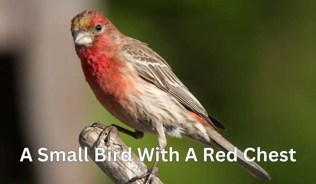 A Small Bird With A Red Chest