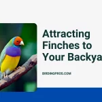 Attracting Finches to Your Backyard