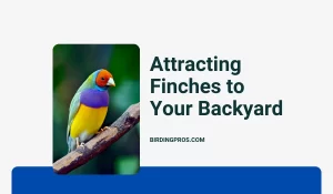 Attracting Finches to Your Backyard