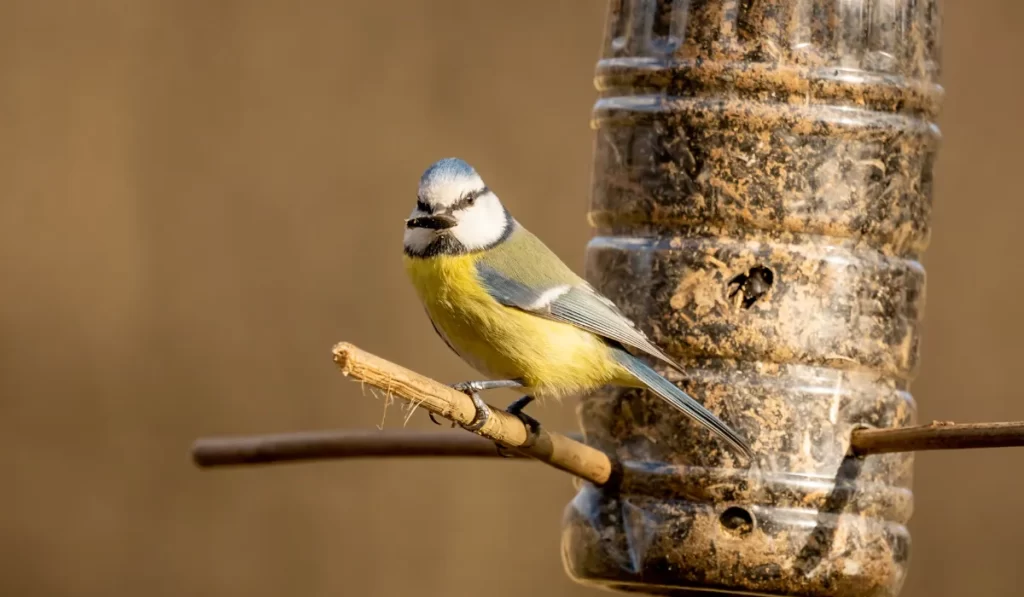 Benefits of Placing a Bird Feeder