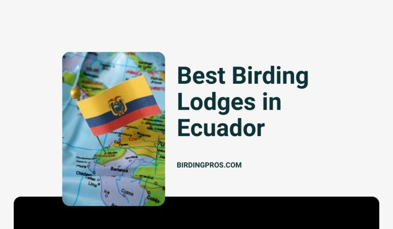 Best Birding Lodges in Ecuador