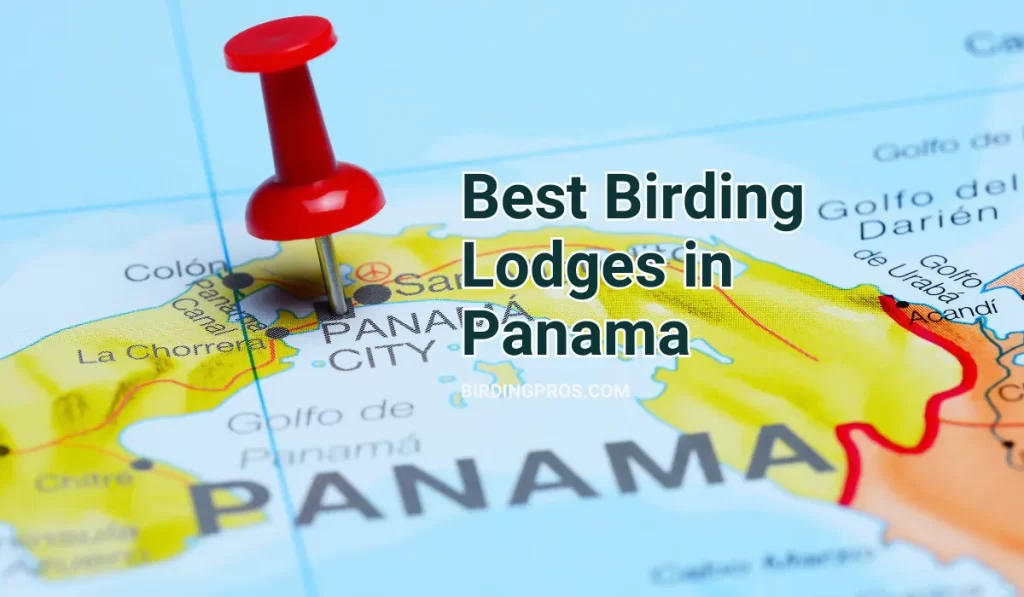 Best Birding Lodges in Panama