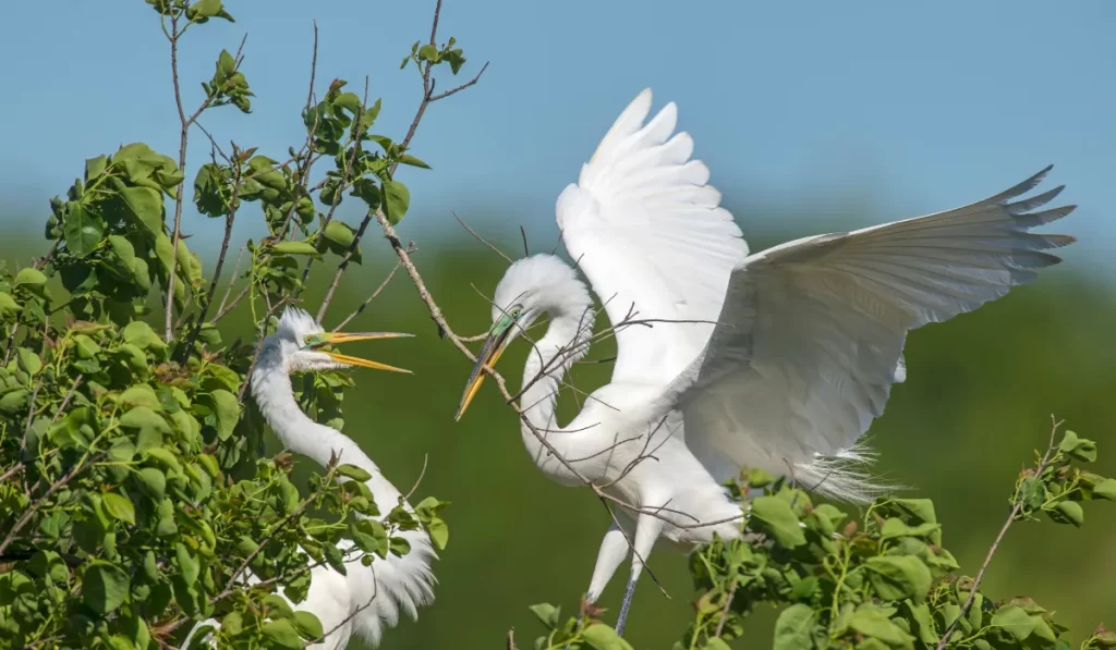 Best Time to Visit High Island Bird Sanctuary Texas