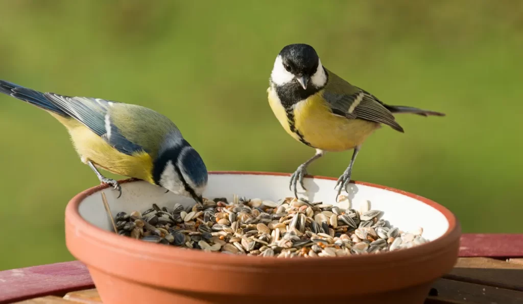 Bird Food Variation in Winter, Spring, Summer and Autumn