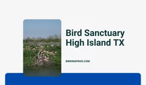 Bird Sanctuary High Island TX