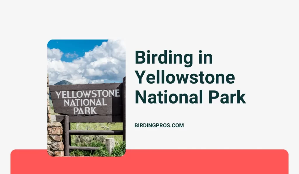 Birding in Yellowstone National Park