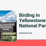 Birding in Yellowstone National Park