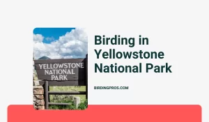 Birding in Yellowstone National Park