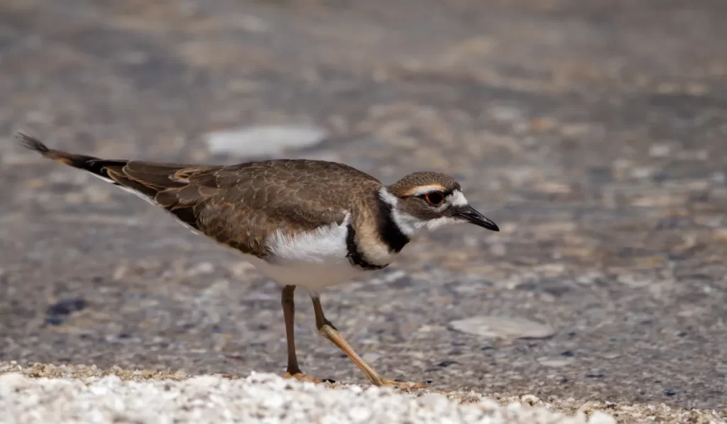 Birds Of Yellowstone National Park