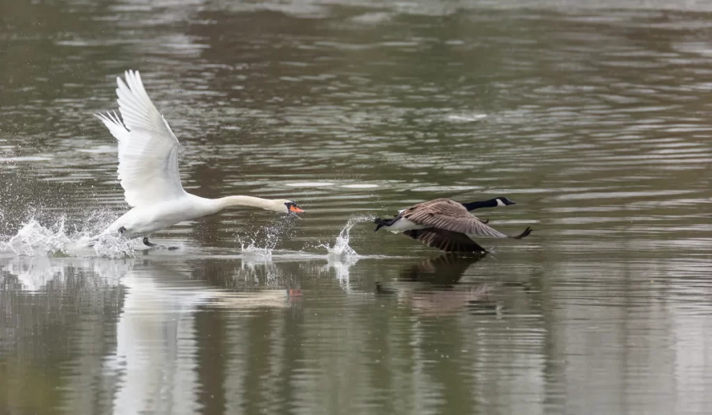 Engaging Kids in Birdwatching