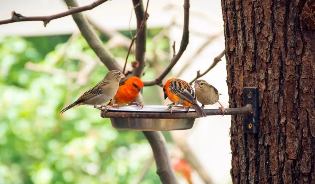 Gadgets for Bird Feeding and Observation