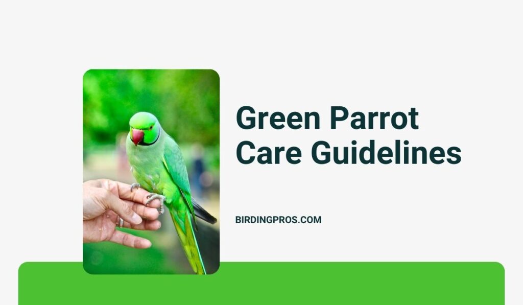 Green Parrot Care Guidelines