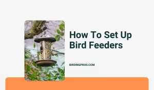 How To Set Up Bird Feeders